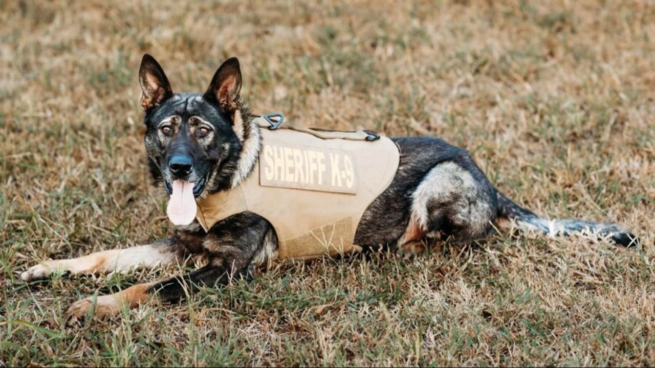 Continue Drago’s legacy: raising a new K9 team