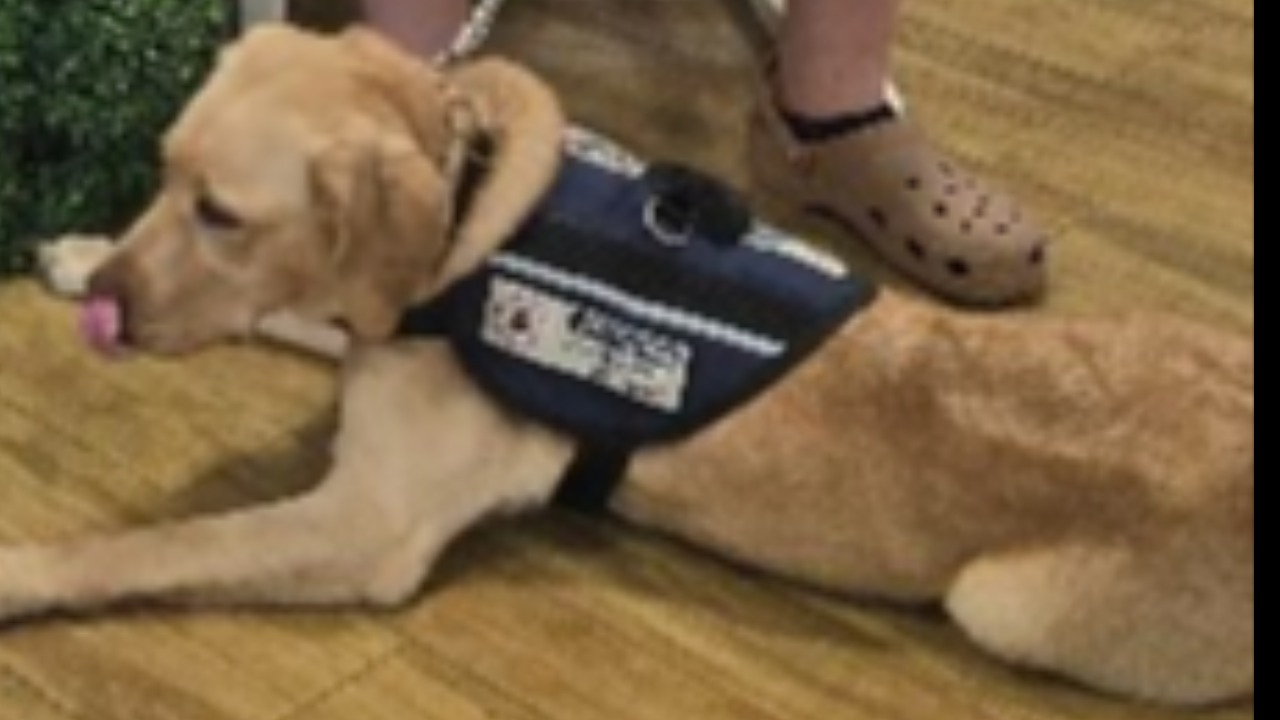 Fundraiser for assistance dog placement