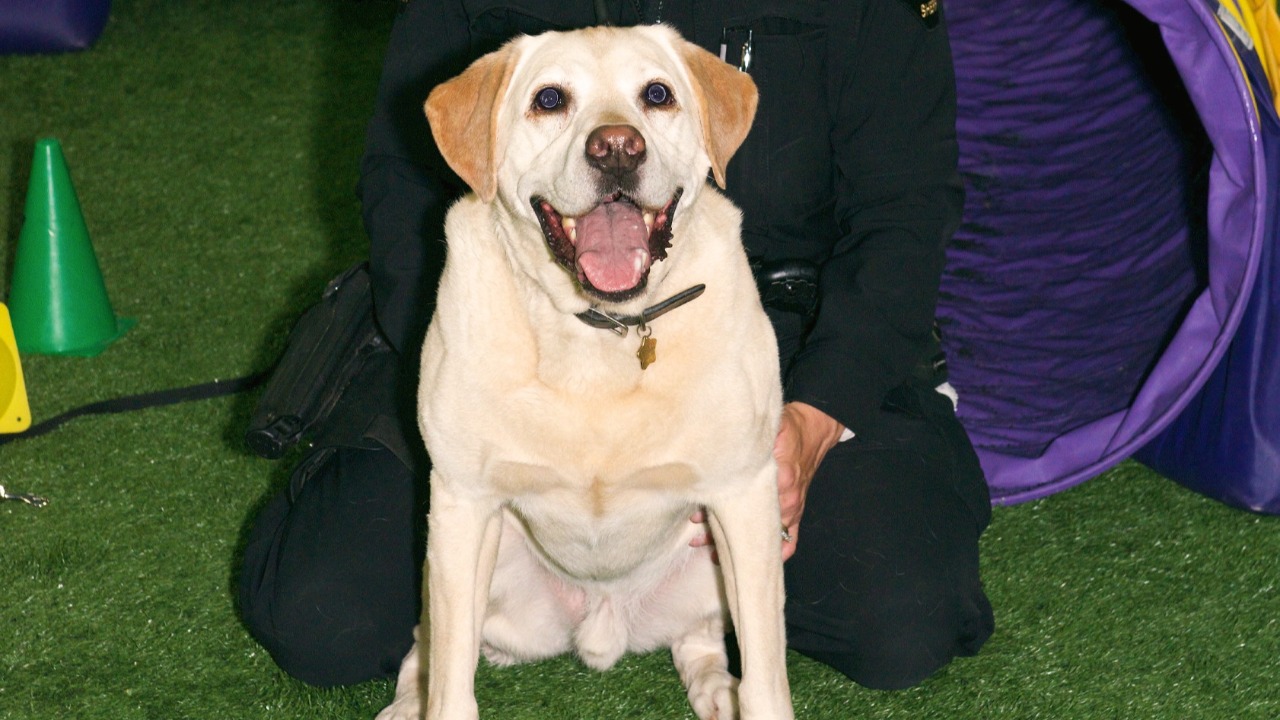 SCENT-SATIONAL LEGACY OF PREVENTION AND SUPPORT WITH K9 CLOVER IN HONOR OF K9 KUVA